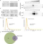 CD81 Antibody in Western Blot (WB)