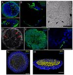 ZO-1 Antibody in Immunocytochemistry (ICC/IF)