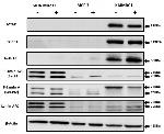 Phospho-Lamin A/C (Ser22) Antibody in Western Blot (WB)