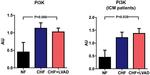 PIK3CA Antibody in Western Blot (WB)