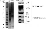 CD81 Antibody in Western Blot (WB)