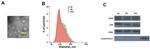 CD81 Antibody in Western Blot (WB)