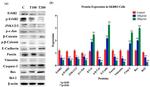 Bax Antibody in Western Blot (WB)