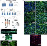 Transferrin Receptor Antibody in Immunocytochemistry (ICC/IF)