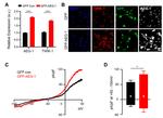 Metadherin Antibody in Immunocytochemistry (ICC/IF)