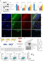 Lamin A/C Antibody in Western Blot, Immunohistochemistry (WB, IHC)