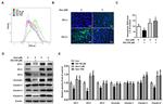 ZO-2 Antibody in Western Blot (WB)