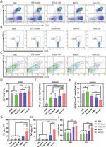 CD25 Antibody in Flow Cytometry (Flow)