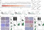 MHC Class II (I-A/I-E) Antibody in Flow Cytometry (Flow)