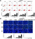 CD4 Antibody in Immunocytochemistry, Flow Cytometry (ICC/IF, Flow)