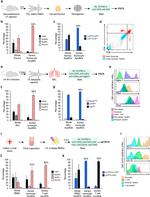 CD8a Antibody in Flow Cytometry (Flow)