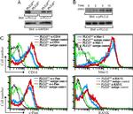 CD115 (c-fms) Antibody in Flow Cytometry (Flow)