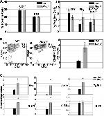 CD3e Antibody in Flow Cytometry (Flow)