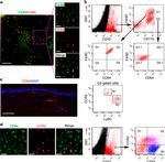 F4/80 Antibody in Immunocytochemistry, Flow Cytometry (ICC/IF, Flow)