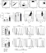 CD16 Antibody in Flow Cytometry (Flow)