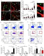 CD103 (Integrin alpha E) Antibody in Flow Cytometry (Flow)