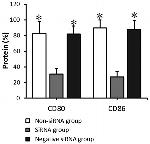 CD86 (B7-2) Antibody in Flow Cytometry (Flow)