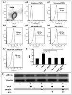 CD11b Antibody in Western Blot, Flow Cytometry (WB, Flow)