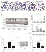 CD11b Antibody in Western Blot, Flow Cytometry (WB, Flow)