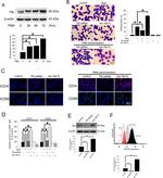 CD14 Antibody in Flow Cytometry (Flow)