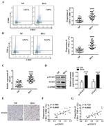 CD86 (B7-2) Antibody in Flow Cytometry (Flow)