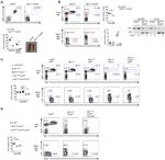 CD19 Antibody in Flow Cytometry (Flow)