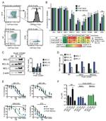 CD19 Antibody in Flow Cytometry (Flow)