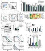 CD19 Antibody in Flow Cytometry (Flow)