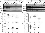 CD24 Antibody in Flow Cytometry (Flow)