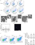 CD24 Antibody in Immunocytochemistry, Flow Cytometry (ICC/IF, Flow)