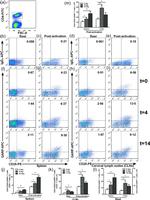 GARP Antibody in Flow Cytometry (Flow)