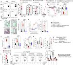 FOXP3 Antibody in Flow Cytometry (Flow)