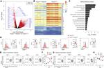 CD134 (OX40) Antibody in Flow Cytometry (Flow)