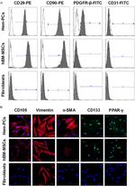 CD90 (Thy-1) Antibody in Flow Cytometry (Flow)