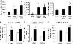 CD184 (CXCR4) Antibody in Flow Cytometry (Flow)