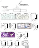 CD45 Antibody in Immunohistochemistry (IHC)