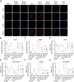 Alpha-Smooth Muscle Actin Antibody in Immunocytochemistry (ICC/IF)