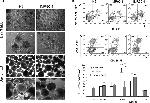 CD31 (PECAM-1) Antibody in Flow Cytometry (Flow)