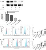 CD31 (PECAM-1) Antibody in Flow Cytometry (Flow)