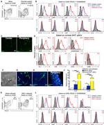 SIGLEC H Antibody in Flow Cytometry (Flow)