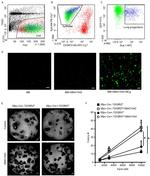 CD34 Antibody in Flow Cytometry (Flow)