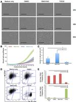 CD144 (VE-cadherin) Antibody in Flow Cytometry (Flow)