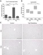 Ly-6G/Ly-6C Antibody in Immunohistochemistry (IHC)