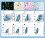 CD105 (Endoglin) Antibody in Flow Cytometry (Flow)