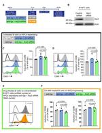 CD86 (B7-2) Antibody in Flow Cytometry (Flow)