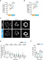 CD86 (B7-2) Antibody in Flow Cytometry (Flow)