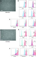 CD105 (Endoglin) Antibody in Flow Cytometry (Flow)