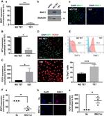 CD90 (Thy-1) Antibody in Flow Cytometry (Flow)