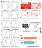 CD105 (Endoglin) Antibody in Flow Cytometry (Flow)