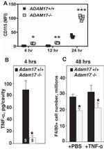 CD115 (c-fms) Antibody in Flow Cytometry (Flow)